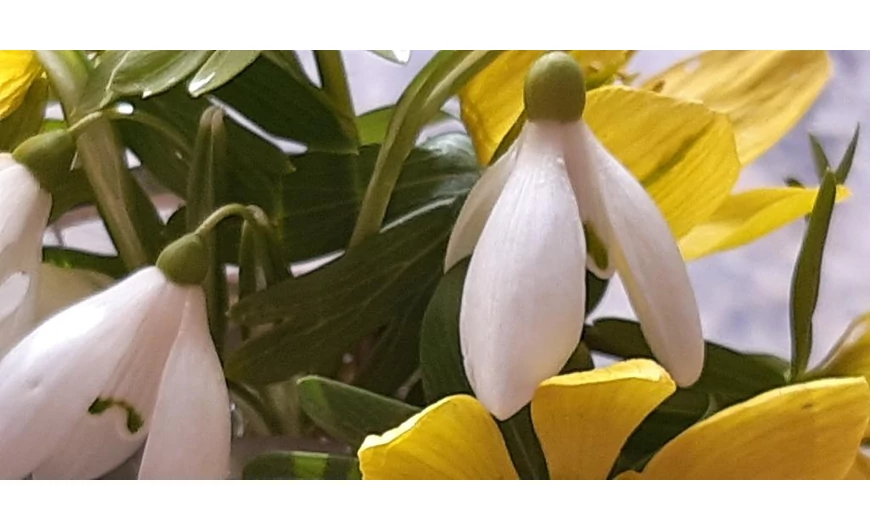 KORATAVASZ – FEBRUÁR